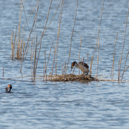 Reinheimer-Teich_013_20220412