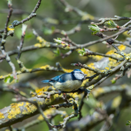 Reinheimer-Teich_012_20220412