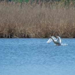 Reinheimer-Teich_001_20220412