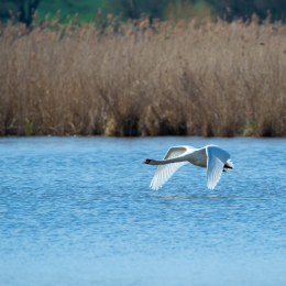 Reinheimer-Teich_004_20220412