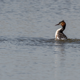 Reinheimer-Teich_009_20220412