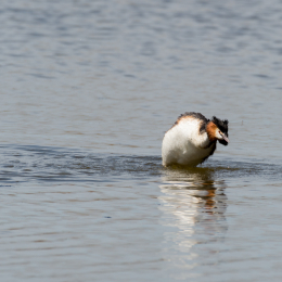 Reinheimer-Teich_008_20220412