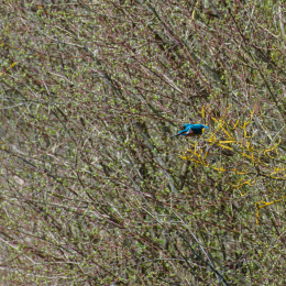 Reinheimer-Teich_006_20220412