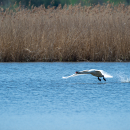 Reinheimer-Teich_003_20220412