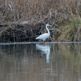 Reinheimer Teich Dezember 2018