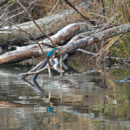 Reinheimer_Teich_20181215_005