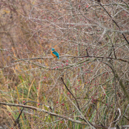 Reinheimer_Teich_20181215_002