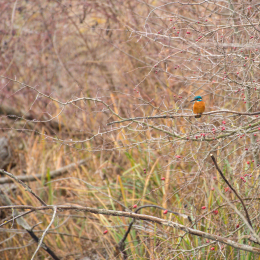 Reinheimer_Teich_20181215_001