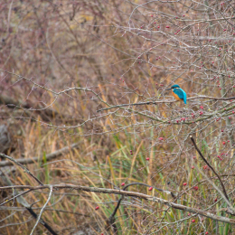 Reinheimer_Teich_20181215_003