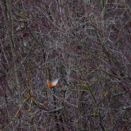 Reinheimer-Teich_010_20250216