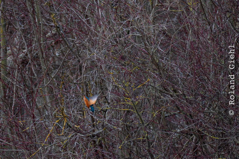 Reinheimer-Teich_010_20250216