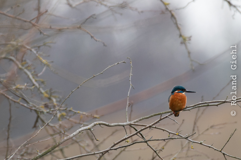 Reinheimer-Teich_004_20250216