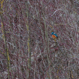 Reinheimer-Teich_009_20250216