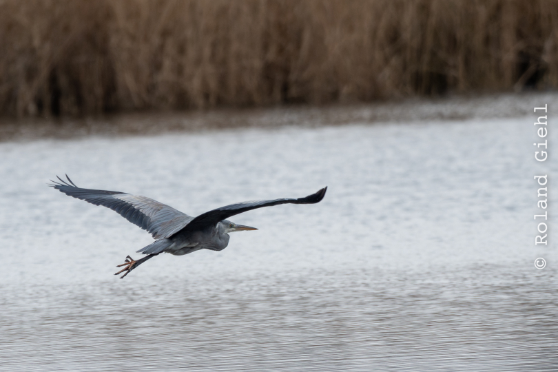 Reinheimer-Teich_001_20250216