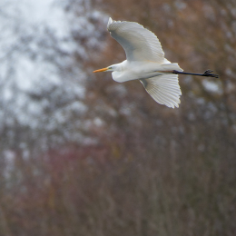 Reinheimer-Teich_002_20250216