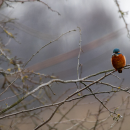 Reinheimer-Teich_006_20250216