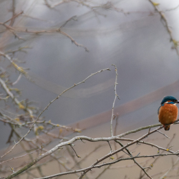 Reinheimer-Teich_004_20250216