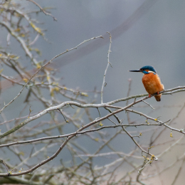 Reinheimer-Teich_008_20250216