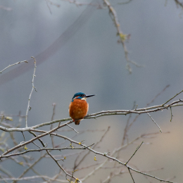 Reinheimer-Teich_007_20250216