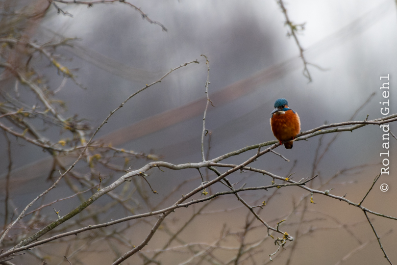 Reinheimer-Teich_006_20250216