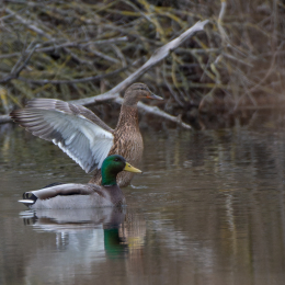 Reinheimer-Teich_014_20250216