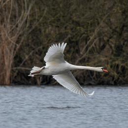 Reinheimer Teich Februar 2025 - DxO