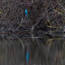 Reinheimer-Teich_011_20250216