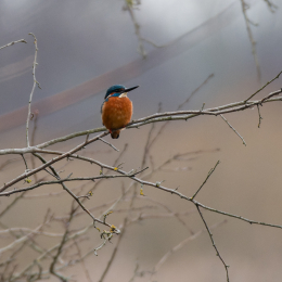 Reinheimer-Teich_005_20250216