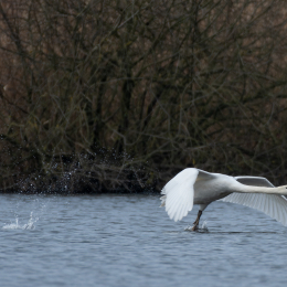 Reinheimer-Teich_017_20250216