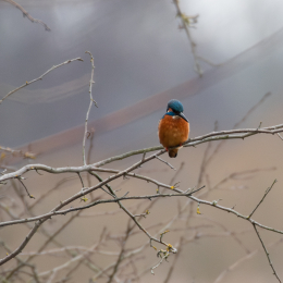 Reinheimer-Teich_LRC_003_20250216-Verbessert-RR