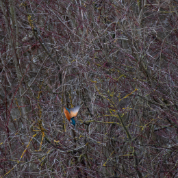 Reinheimer-Teich_LRC_010_20250216-Verbessert-RR