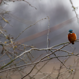 Reinheimer-Teich_LRC_006_20250216-Verbessert-RR