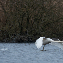 Reinheimer-Teich_LRC_017_20250216-Verbessert-RR