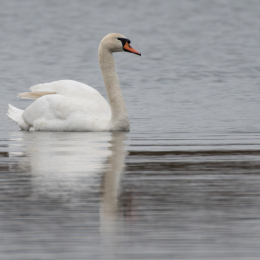 Reinheimer-Teich_LRC_015_20250216-Verbessert-RR