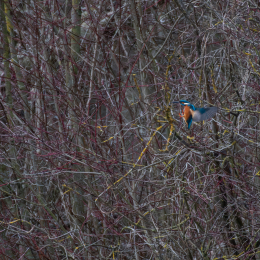 Reinheimer-Teich_LRC_012_20250216-Verbessert-RR