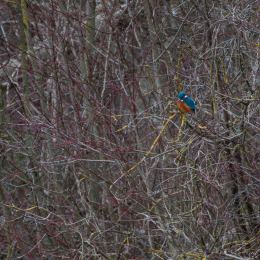 Reinheimer-Teich_LRC_013_20250216-Verbessert-RR