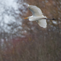 Reinheimer-Teich_LRC_002_20250216-Verbessert-RR