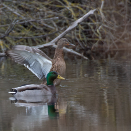 Reinheimer-Teich_LRC_014_20250216-Verbessert-RR