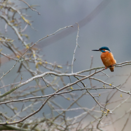 Reinheimer-Teich_LRC_008_20250216-Verbessert-RR