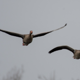 Reinheimer-Teich_LRC_016_20250216-Verbessert-RR