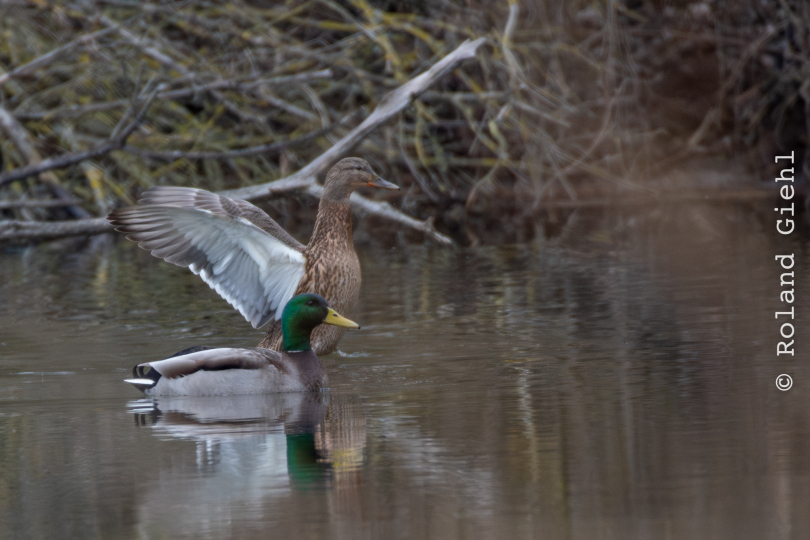 Reinheimer-Teich_LRC_014_20250216-Verbessert-RR
