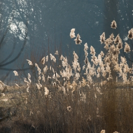 Reinheimer_Teich_20170129_012