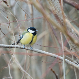 Reinheimer_Teich_20170129_003