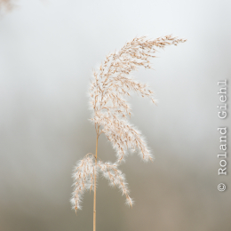 Reinheimer_Teich_20170129_004