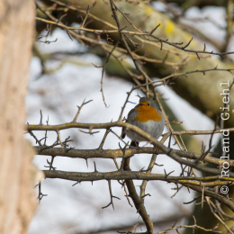 Reinheimer_Teich_20170129_017