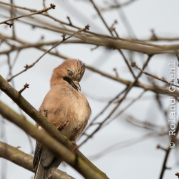 Reinheimer_Teich_20170129_006