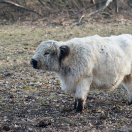 Reinheimer_Teich_20170129_011