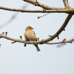 Reinheimer_Teich_20170129_009