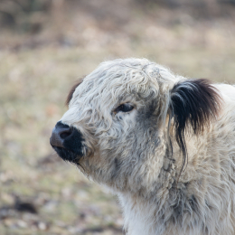 Reinheimer_Teich_20170129_010