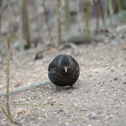 Reinheimer_Teich_20170129_002